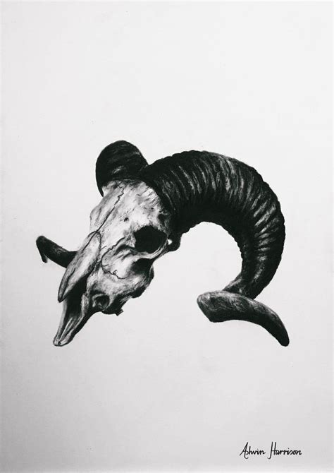 Ram Skull By Ashvin Harrison Animal Skull Drawing Skull Drawing Ram