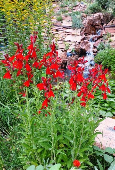 Check spelling or type a new query. Cardinal Flower (Red Lobelia Cardinalis) - Zone 2-9b Part ...