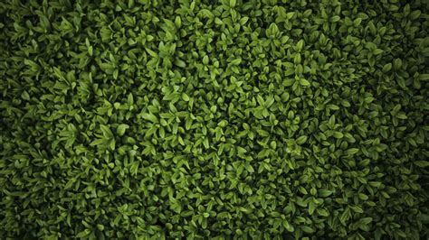 Wallpaper Leaves Green 4k Nature 16200