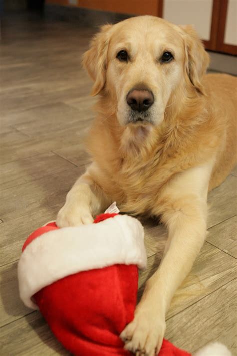 Homer The Golden Retriever Homers Christmas Card Photoshoot 2010