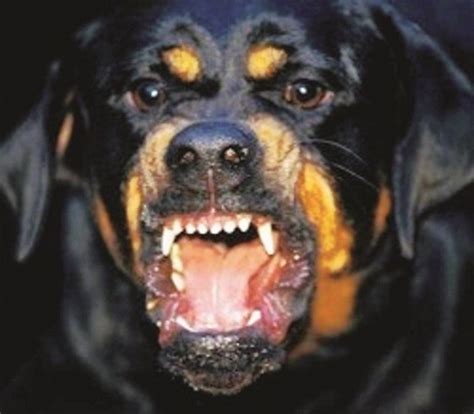 Rottweilers online forums since 2004 a forum community dedicated to rottweiler owners and enthusiasts. Bimba azzannata da rottweiler: è fuori pericolo | Stretto Web