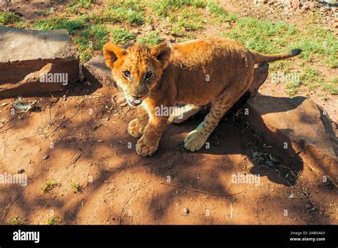4 Month Old Spotted Lion Cub Panthera Leo Curiously Looking At The