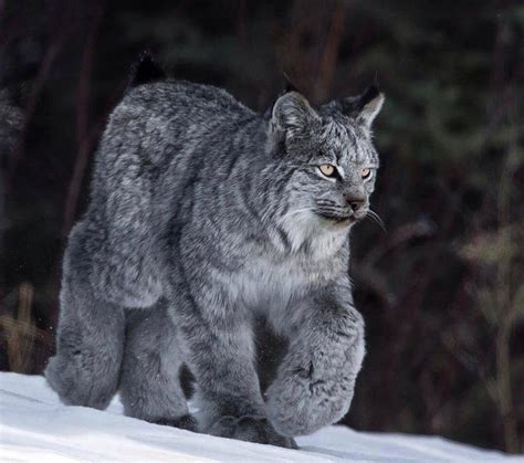 El Fascinante Lince De Canadá Lynx Canadensis