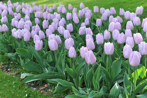 Types Of Tulip Flowers 15 Beautiful Divisions Gardeners Path