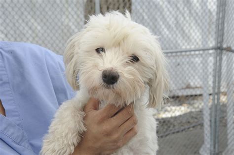 Adopt-A-Dog Puppies And Kitties, Cuteness Overload, Woof, Dog Adoption