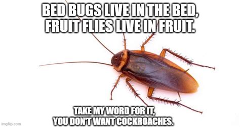 Roaches Imgflip