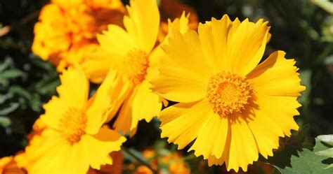 Coreopsis Flowers Cs