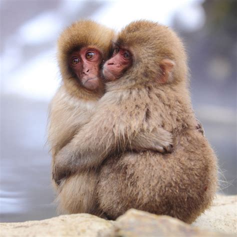 Monkey Couples The Best Of Indian Pop Culture And Whats Trending On Web
