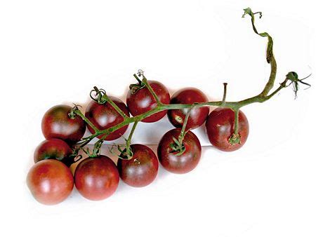 (solanum lycopersicum) 25 seeds per pack. Black Cherry Tomato Plants | Black Cherry Tomato Plants ...