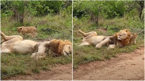 viral video cute lion cub sneaks up on sleeping dad watch how he reacts times now