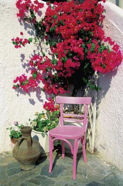 Maybe you would like to learn more about one of these? Sun-Loving Perennial Vines | Climbing vines, Perennials ...