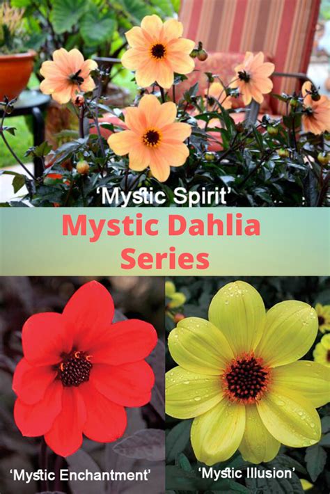 Dahlia Mystic Dahlia Series One Earth Botanical