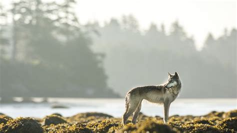 Photographer Zooms In On Unique Coastal Wolves Of British Columbia