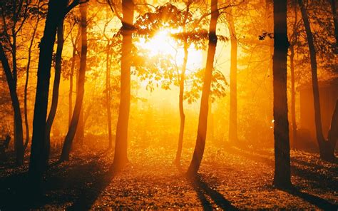 Sunset Autumn Forest Wallpapers Wallpaper Cave