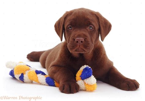 Dog Chocolate Labrador Retriever Pup 6 Weeks Old Photo Wp11382
