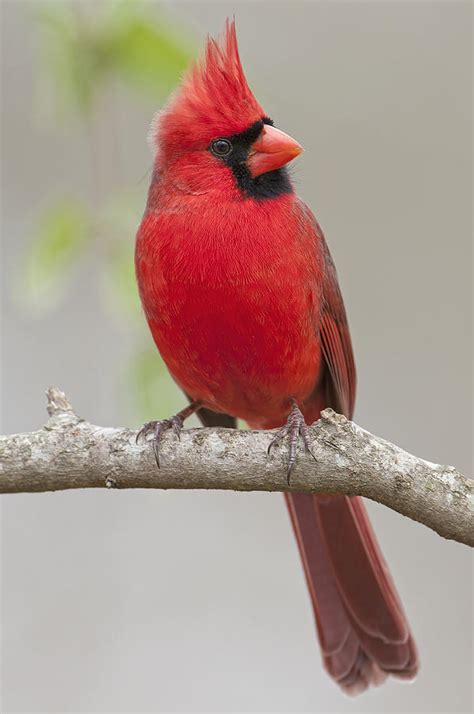 Male Northern Cardinal In January Photograph By Bonnie Barry Fine Art