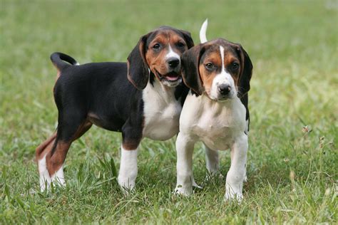 American Coonhound Puppies