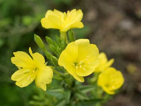 15 Beautiful Yellow Perennials For Your Garden Garden Lovers Club