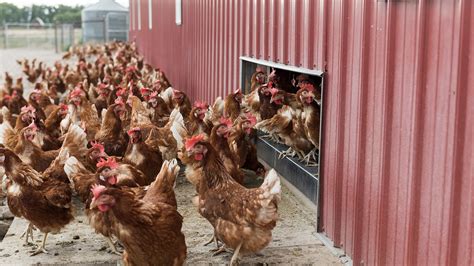 What Do Cage Free Free Range And Pasture Raised Eggs Mean