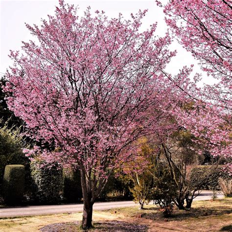 Okame Flowering Cherry Tree Green Thumbs Garden