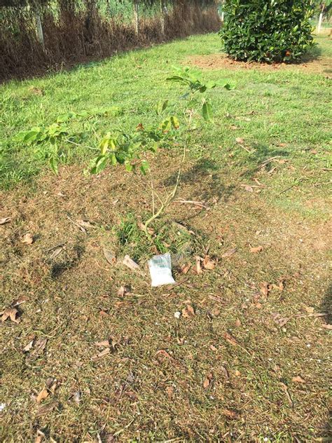 Teknik pembajaan pokok durian cara selamat. DUSUN TOK BAK: BAJA GARAM UNTUK POKOK DURIAN / RAMBUTAN