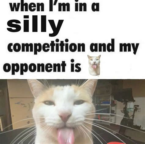 When Im In A Silly Competition And My Opponent Is Bleh Cat Silly