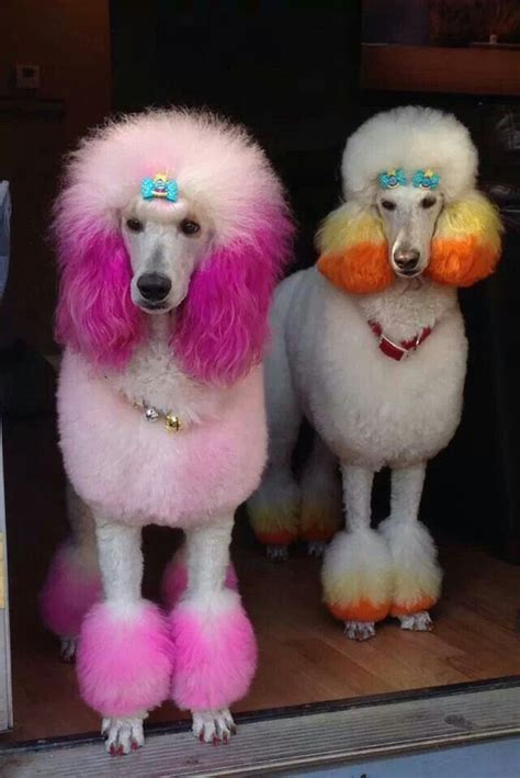 15 Poodles With Better Hairstyles Than You Who Let The Dogs Out