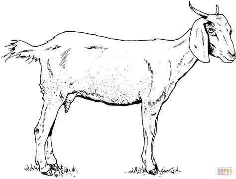 Goat head coloring page vector. Goat coloring page | Free Printable Coloring Pages