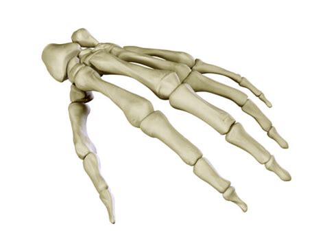 We did not find results for: 3D Hand Skeleton | CGTrader