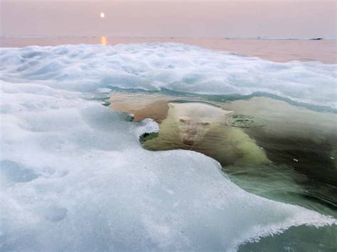 According to the oxford english dictionary, the term kilometer first came into use in 1810. Polar bears can swim up to 6 miles (9.7 km) per hour ...