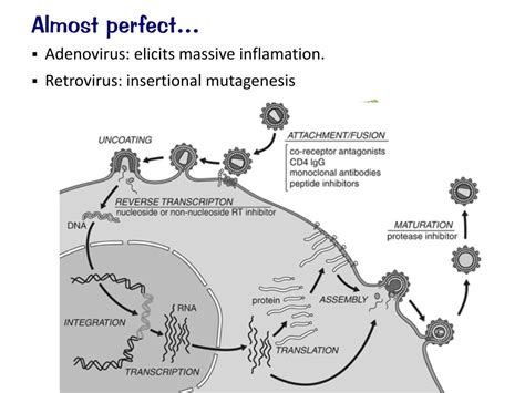 PPT - Cloning by PCR PowerPoint Presentation, free download - ID:2164234