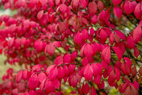 How To Grow And Care For Burning Bush