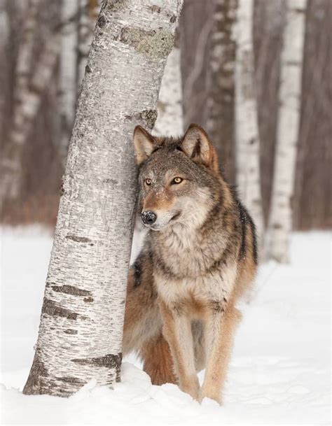 300+ Wolf Names and Meanings | Owlcation