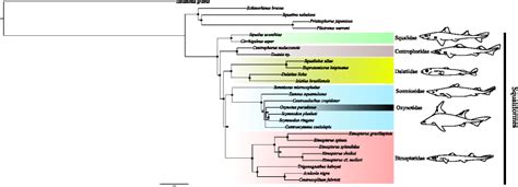 Molecular Phylogeny Of Squaliformes And First Occurrence