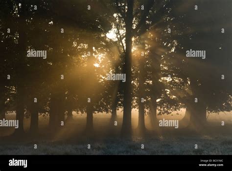 Sussex Uk October Sunrise Through Low Mist And Trees Frost Stock Photo