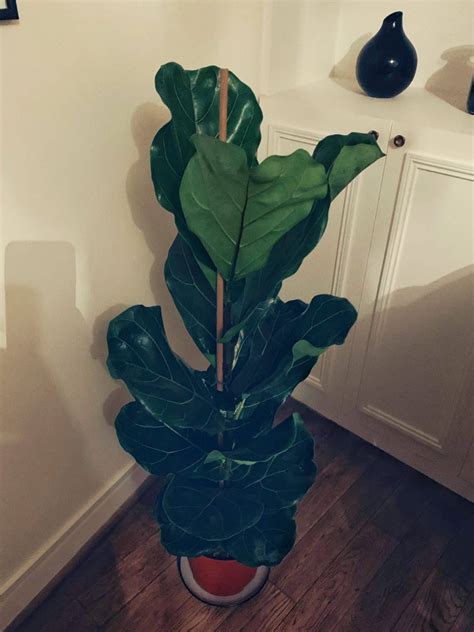 Why Is My Fiddle Leaf Fig Getting Brown Spots The City Wild