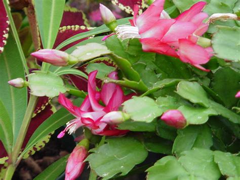 They usually have beautiful hanging flowers that grow from the tips of segmented stems. Christmas Cactus