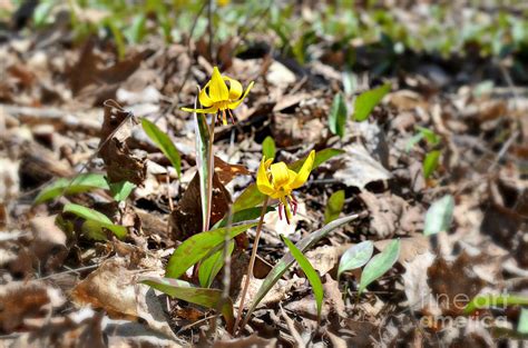 Dog Tooth Lily Photograph By Lila Fisher Wenzel Fine Art America