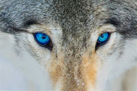Wolf Eyes Pics Stock Photos Pictures And Royalty Free Images Istock