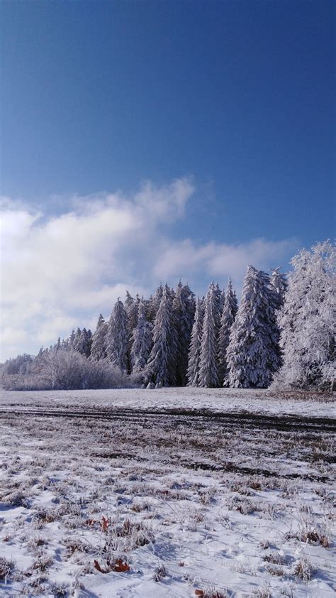 Download Wallpaper 2160x3840 Forest Trees Snow Field Winter