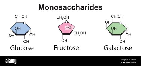 Ilustración Química De Los Monosacáridos Glucosa Fructosa Y Galactosa