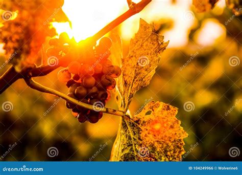 Detail Of The Grape In The Vineyard During Sunset Stock Photo Image