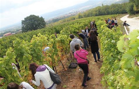The Wine Route Balkan Trip Travel