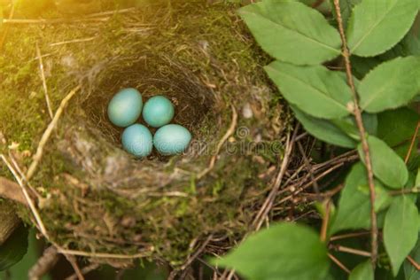 Four Blue Eggs Of The Thrush In The Nest On A Tree Branch Stock Image