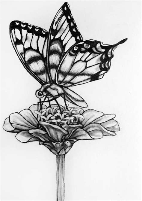 Hi,today i am going to teach you how to draw a butterfly sitting on a sunflower flower. Original Butterfly Flower Pencil Drawing - 71 Butterfly ...