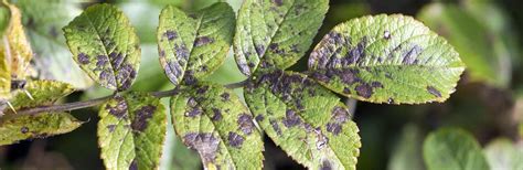 5,037 (3.64%) death rate (deaths per 100,000 population): A List Of Common Types Of Plant Fungus | Love The Garden