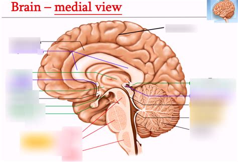 Neuroanatomy Medial View Of Brain Diagram Quizlet