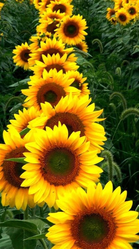 Sunflowers Farms And Garden Decorations On Pinterest