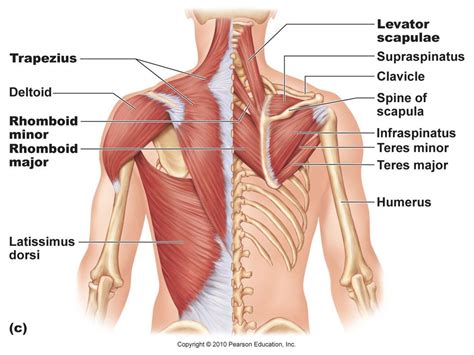 Know the anatomy of the shoulder involving its skeletal system, cartilages, ligaments, muscles, tendons. Human Shoulder Muscles Diagram - Muscles Of The Shoulder ...