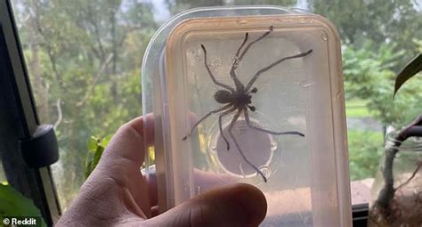 Terrifying Wake Up Call As A Giant Huntsman Spider Falls On An
